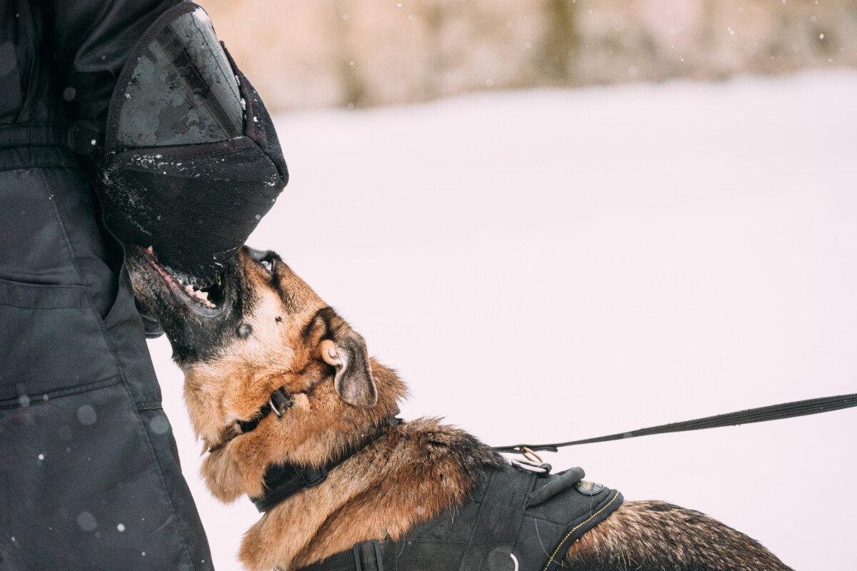How an Injury Lawyer for Dog Bite Victims Builds Your Case