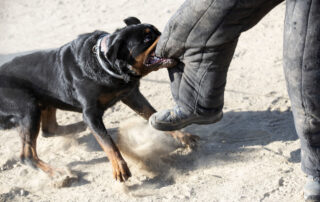 Injury Lawyer for Dog Bite Victim: Key Steps to Compensation