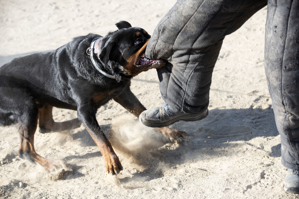 Dog Bite Victim? Call an Injury Lawyer for Help